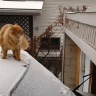 Cat jumps off snow-covered cart