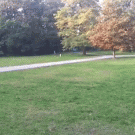 Frisbee vs. cameraman
