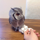 Owl dragged on a rag