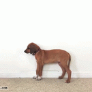 Dog growing in time-lapse (Rhodesian Ridgeback, from 2 months to 3 years)