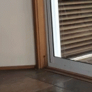 Cat runs into glass door