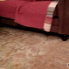 Dog fetches ball from under the couch