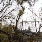 Tree cutter gets hit by falling tree