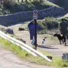 Elk attacks jogger and his dog