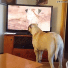 Mastiff goes looking for lion seen on TV
