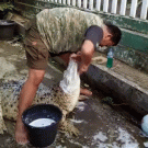 Man brushes crocodile