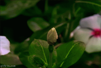 1235645254_time_lapse_flower_blooming.gif